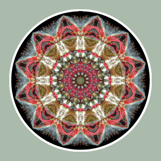 Spotted Begonia Wheel, Mandala Art