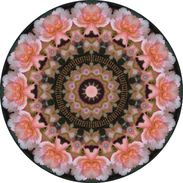Pink Flowercircle. botanical mandala