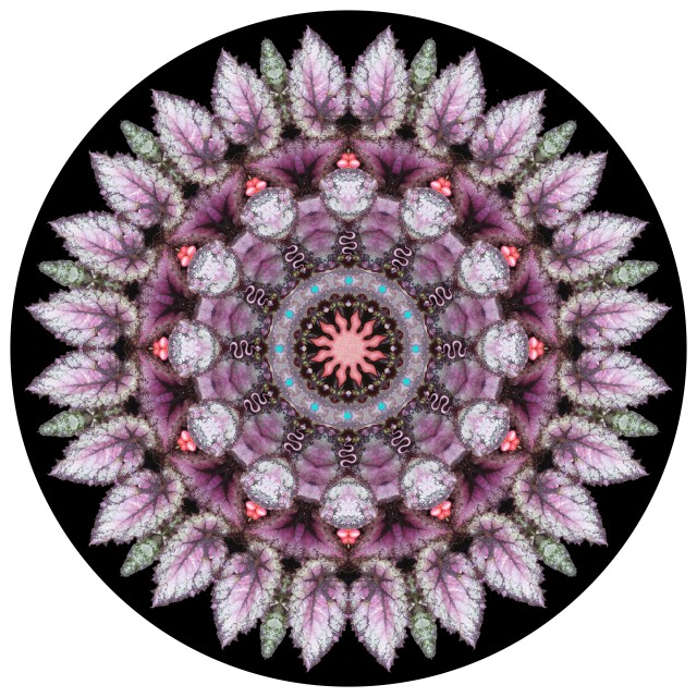 Pink Sun Mandala. botanical mandala