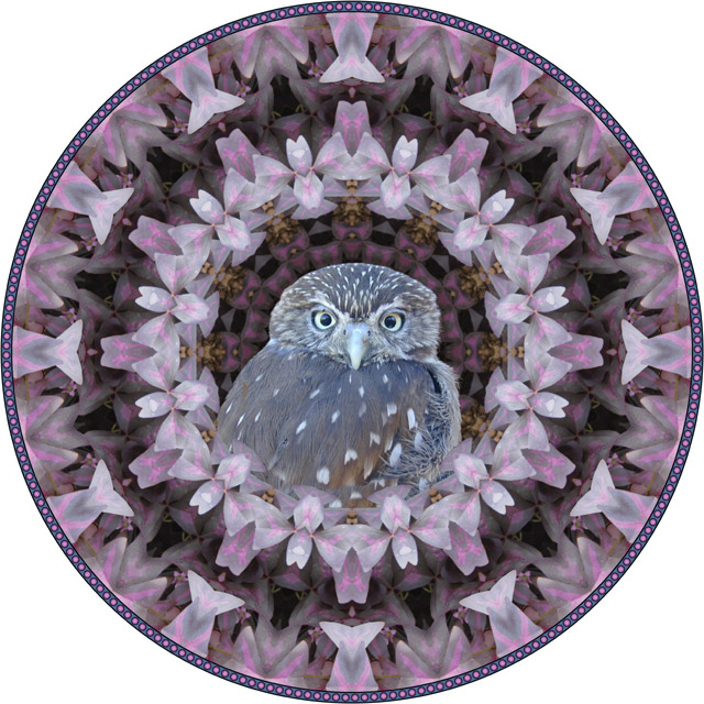 Pygmy Owl. botanical mandala