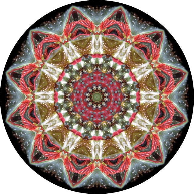 Spotted Begonia Wheel. botanical mandala