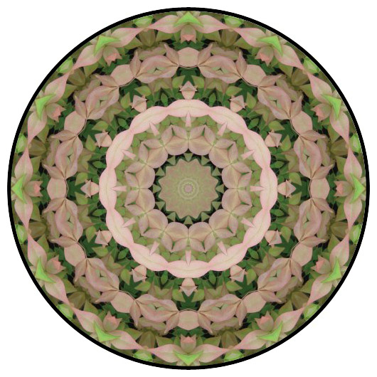 botanical mandala, mandala art