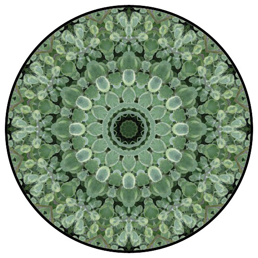 botanical mandala, mandala art