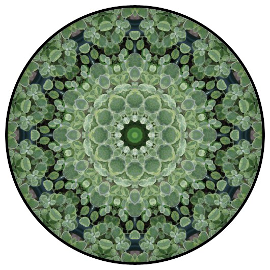 botanical mandala, mandala art