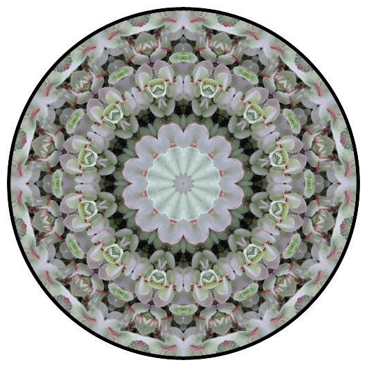 botanical mandala, mandala art