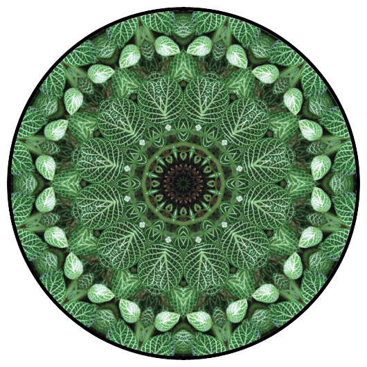 botanical mandala, mandala art