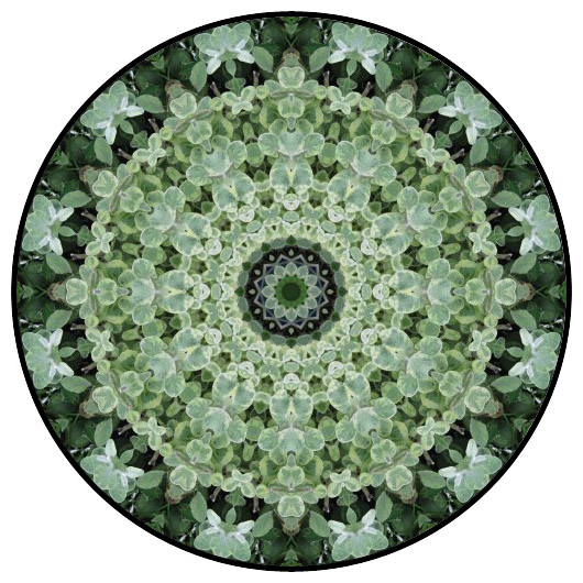 botanical mandala, mandala art