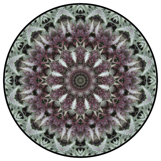botanical mandala, mandala art