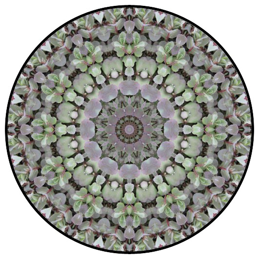 botanical mandala, mandala art