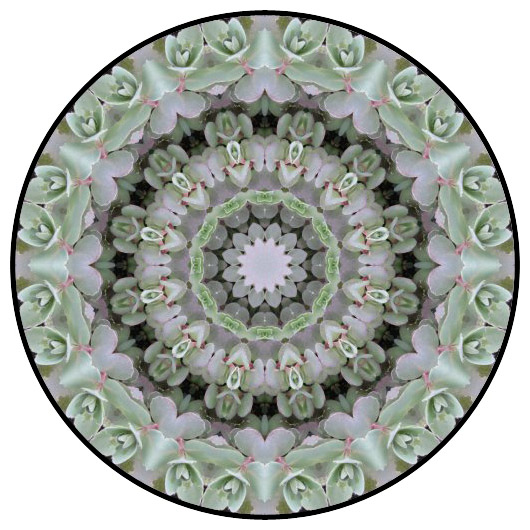 botanical mandala, mandala art