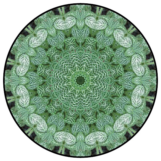 botanical mandala, mandala art