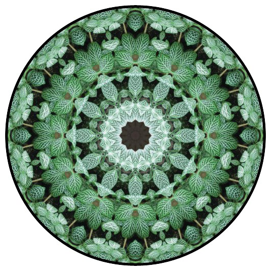 botanical mandala, mandala art