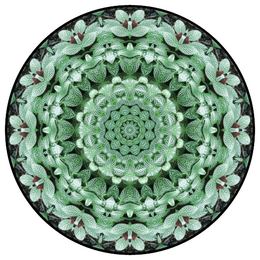 botanical mandala, mandala art