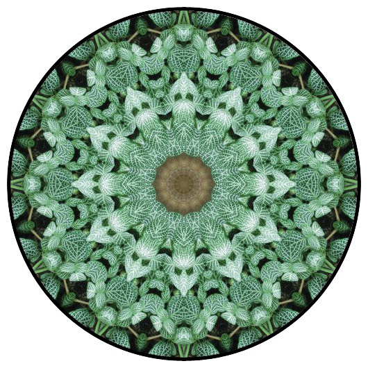 botanical mandala, mandala art