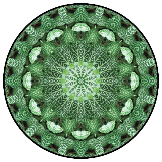 botanical mandala, mandala art