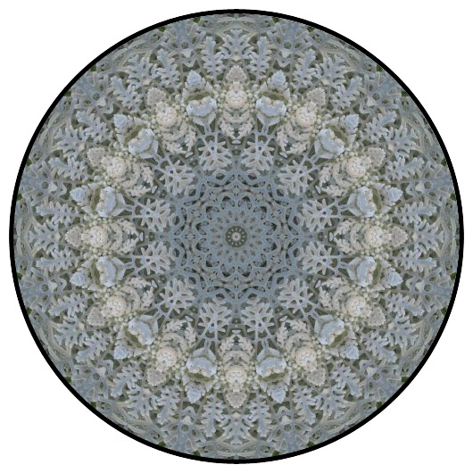 botanical mandala, mandala art