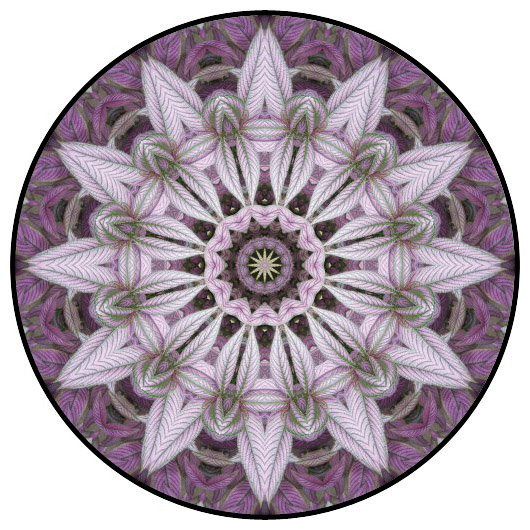 botanical mandala, mandala art