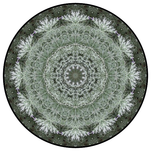 botanical mandala, mandala art