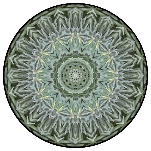 botanical mandala, mandala art