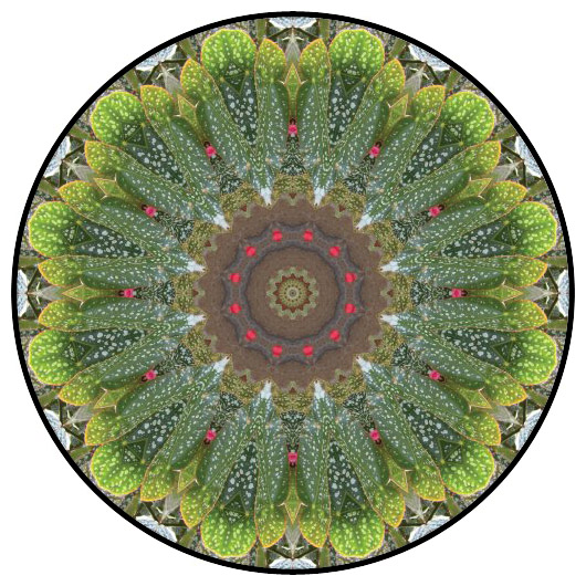 botanical mandala, mandala art
