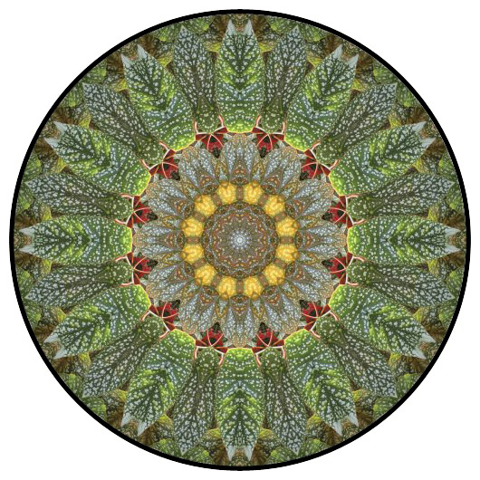 botanical mandala, mandala art