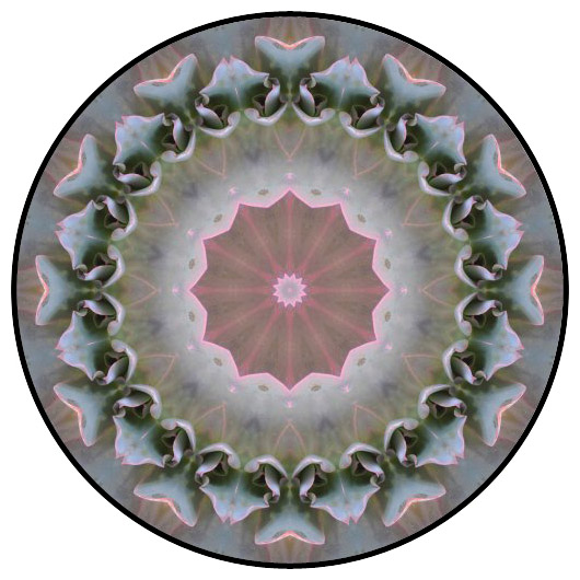 botanical mandala, mandala art