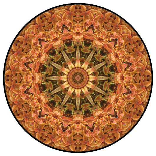 botanical mandala, mandala art