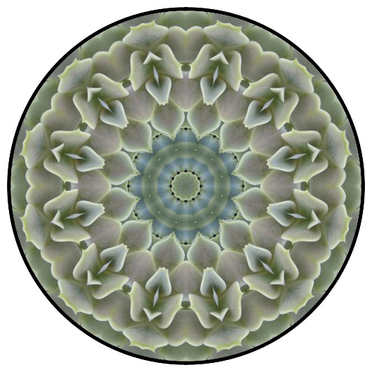 botanical mandala, mandala art