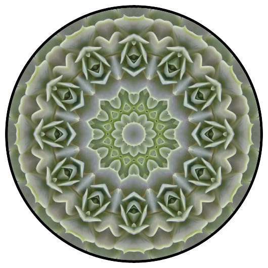 botanical mandala, mandala art